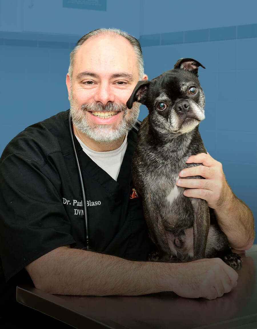 Male Veterinarian Holding Pug