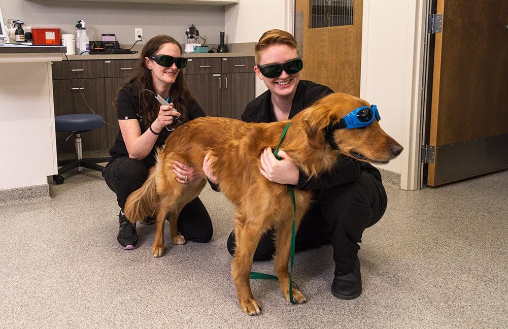 veterinarian and vet tech working together during dog's laser therapy treatment