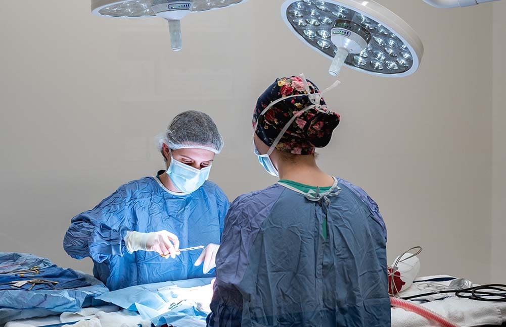veterinarians scrubbed up for surgery