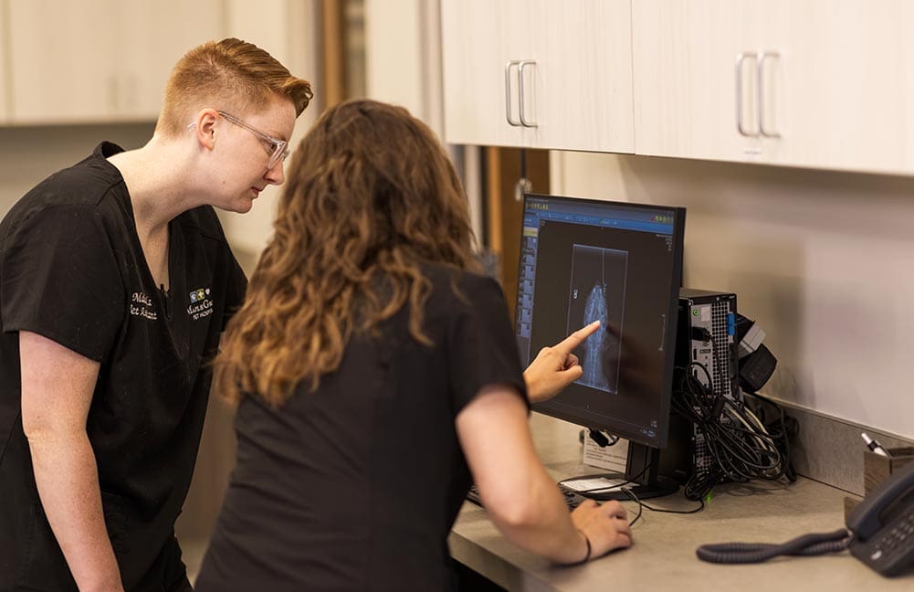 veterinary students looking at dog's scan on a computer screen