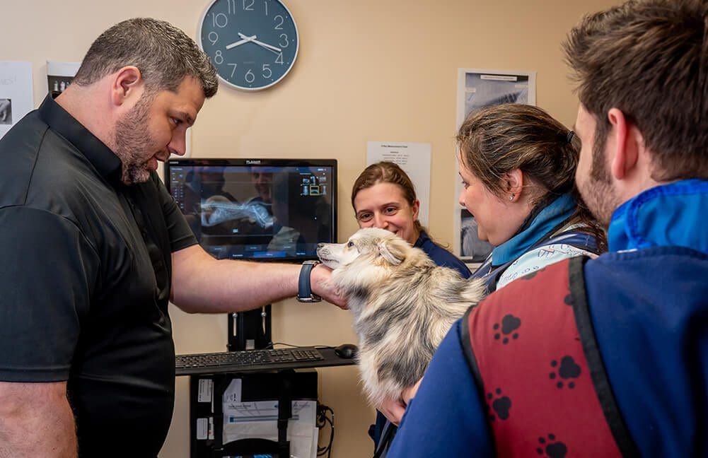 Group Of Veterinary Professionals Looking At Dog after Getting X-rays