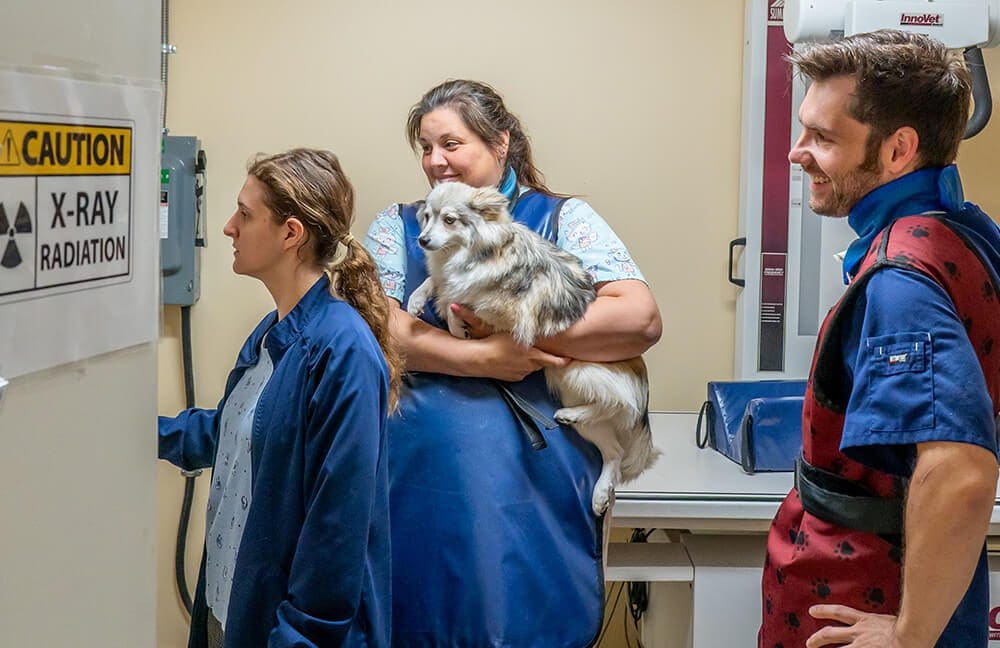 three veterinary staff members at xray machine with dog