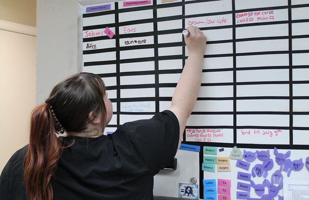 vet writing procedures on the dry erase board