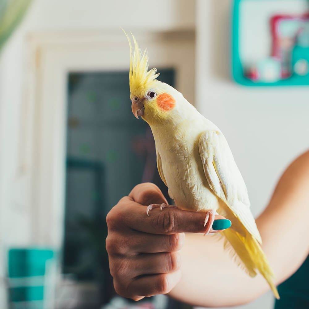 Bird On Womans Finger