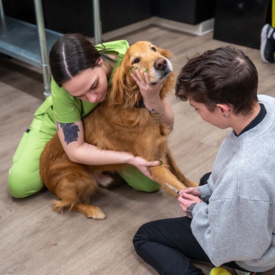 two new graduates taking a blood sample from dog