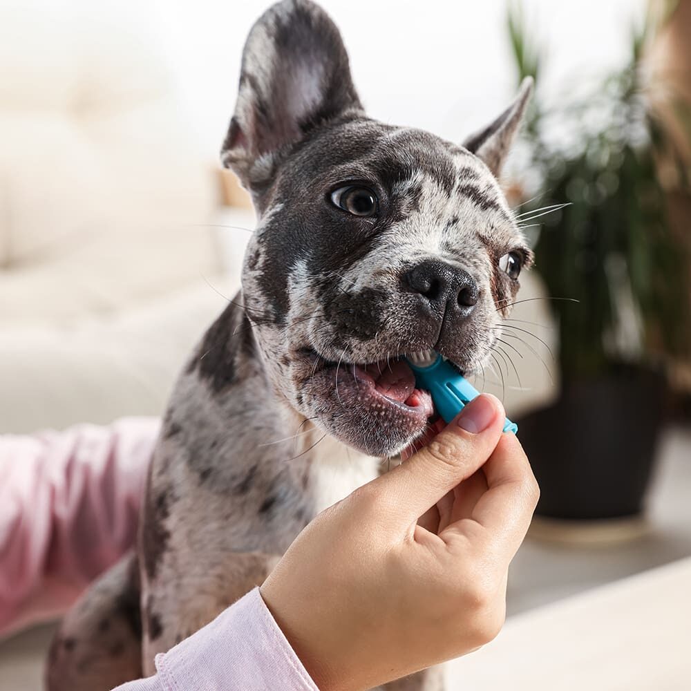 Brushing Dogs Teeth