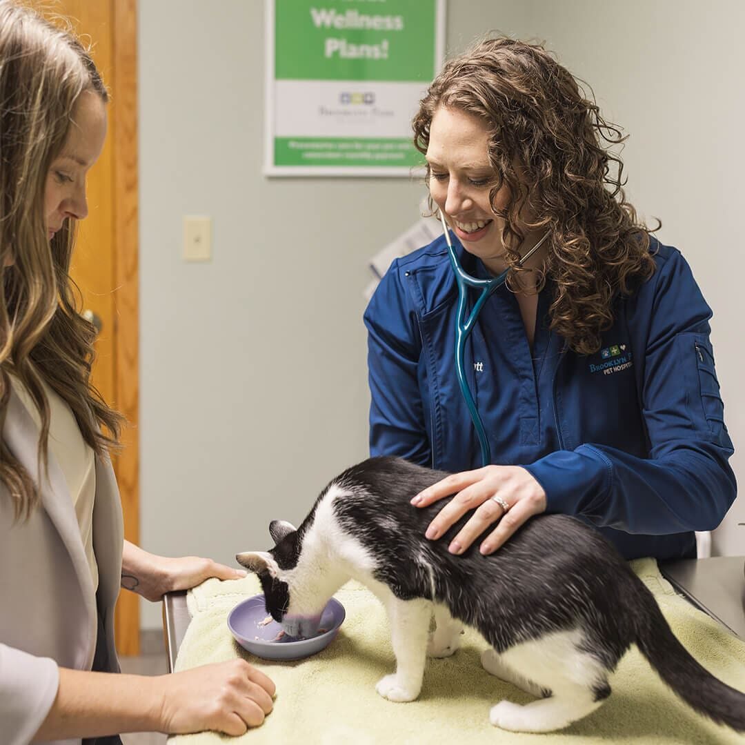 Doctor Looking At Cat On Exam Table