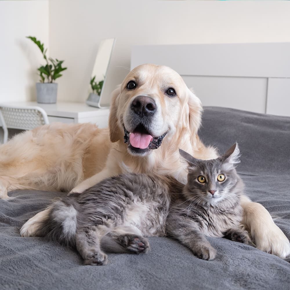 Dog And Cat Laying Together