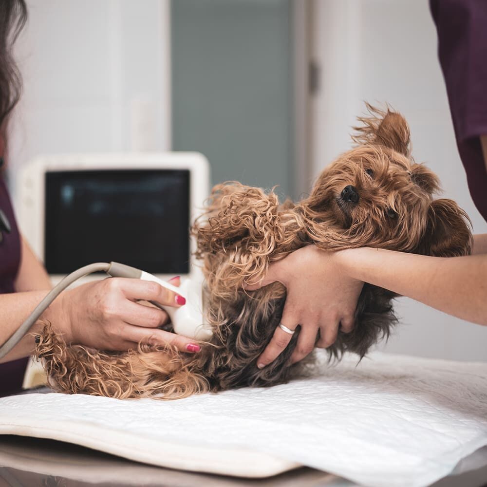 Dog Getting Ultrasound