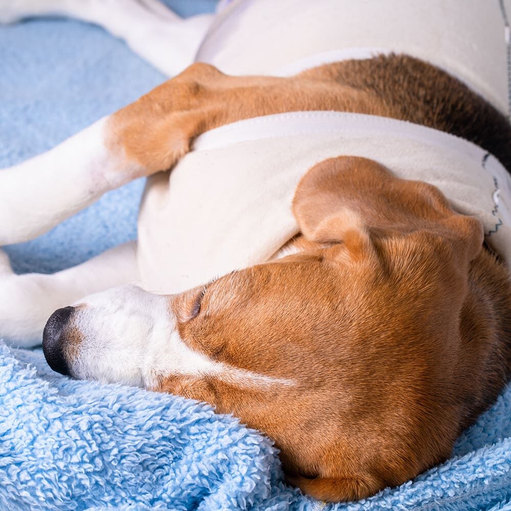 Dog Sleeping In Recovery Vest