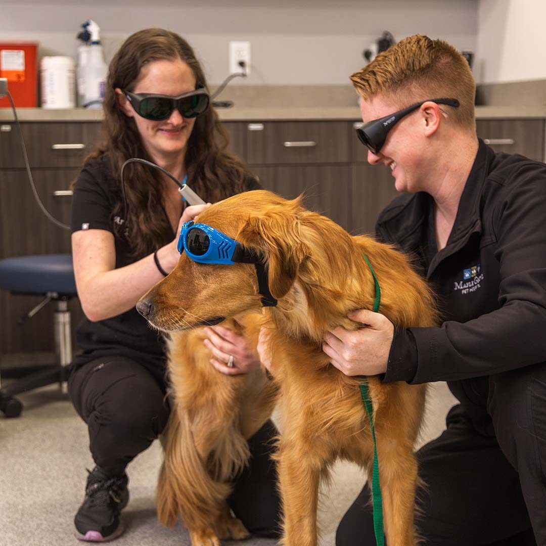 veterinarian and vet tech working together during dog's laser therapy treatment