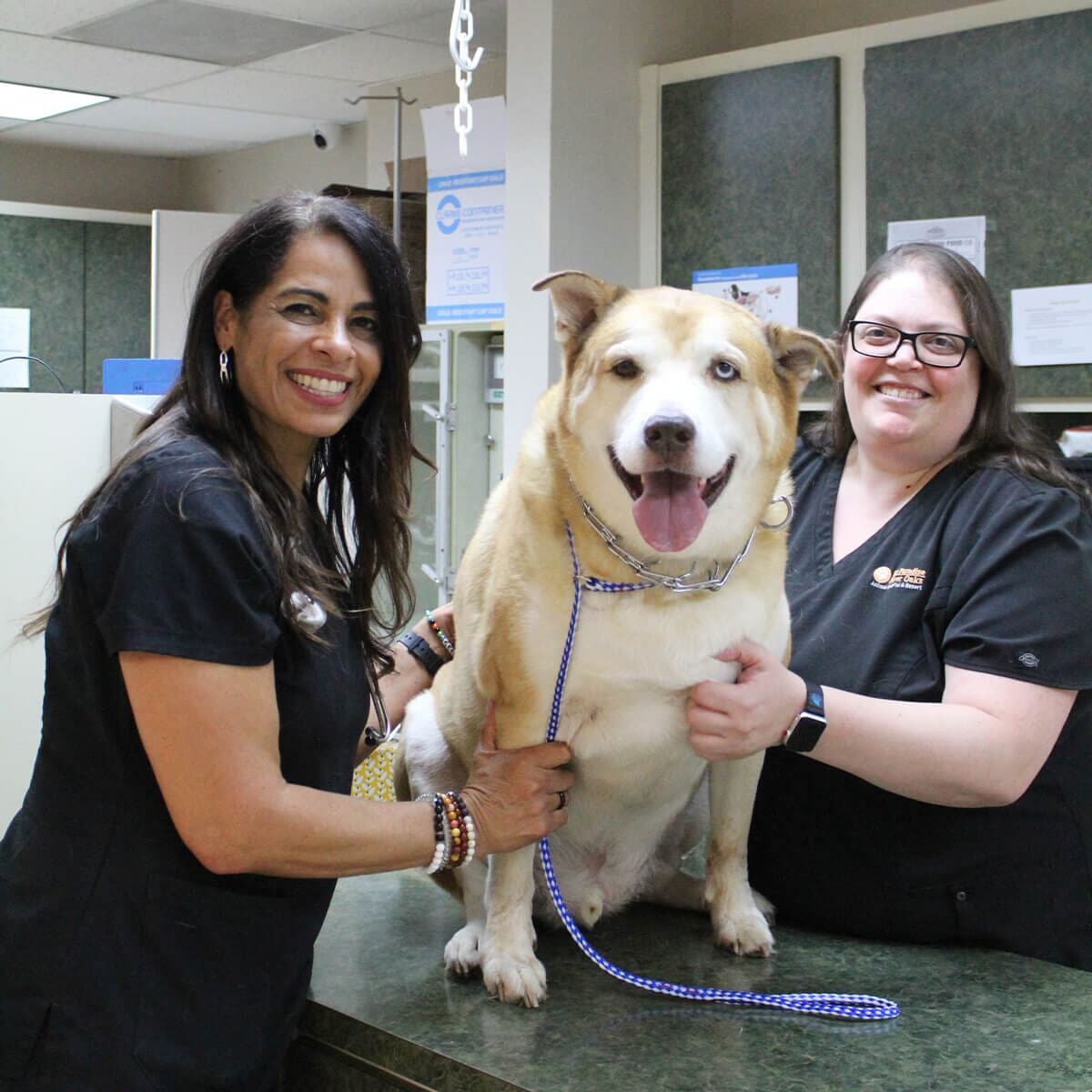 Two Vets With Large Tan Dog