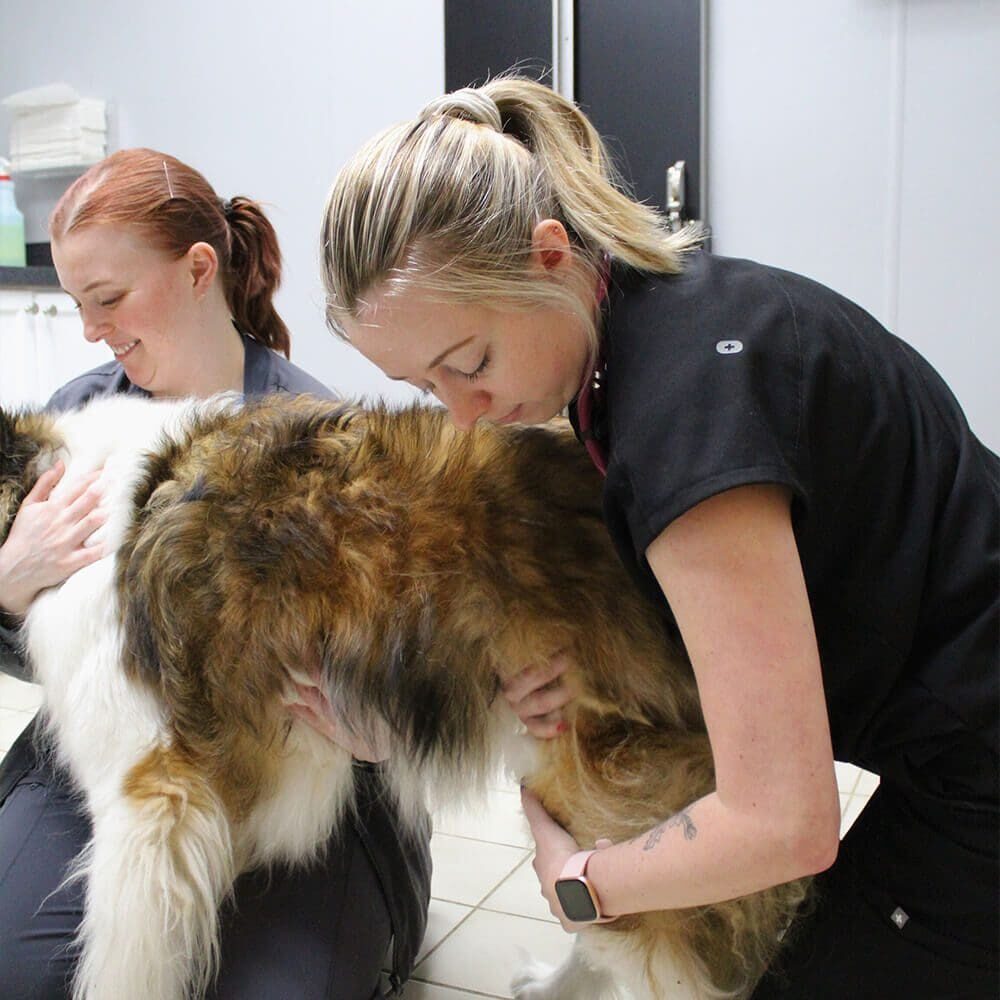 Vet Examining Large Furry Dog