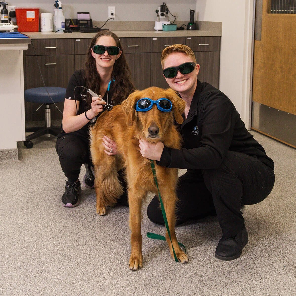 two veterinarians with a dog during a laser therapy treatment