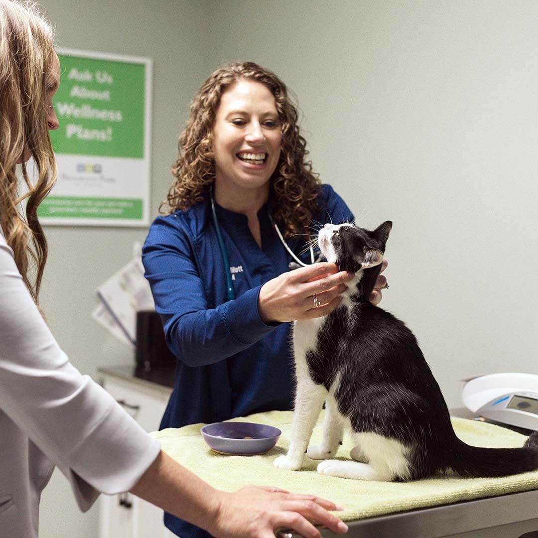 Veterinarian inspecting tuxedo cat while student watches