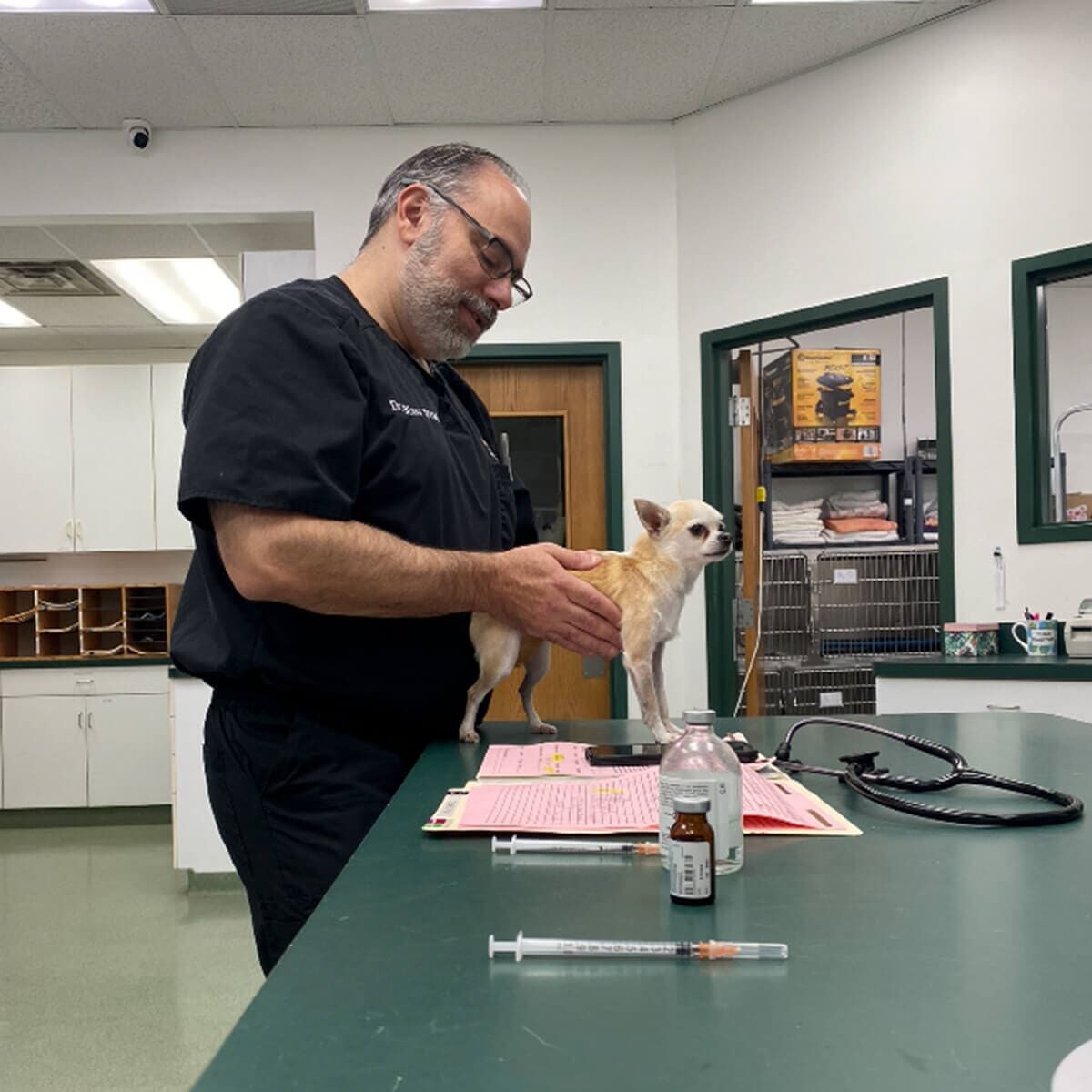 Veterinarian With Tiny Chihuahua