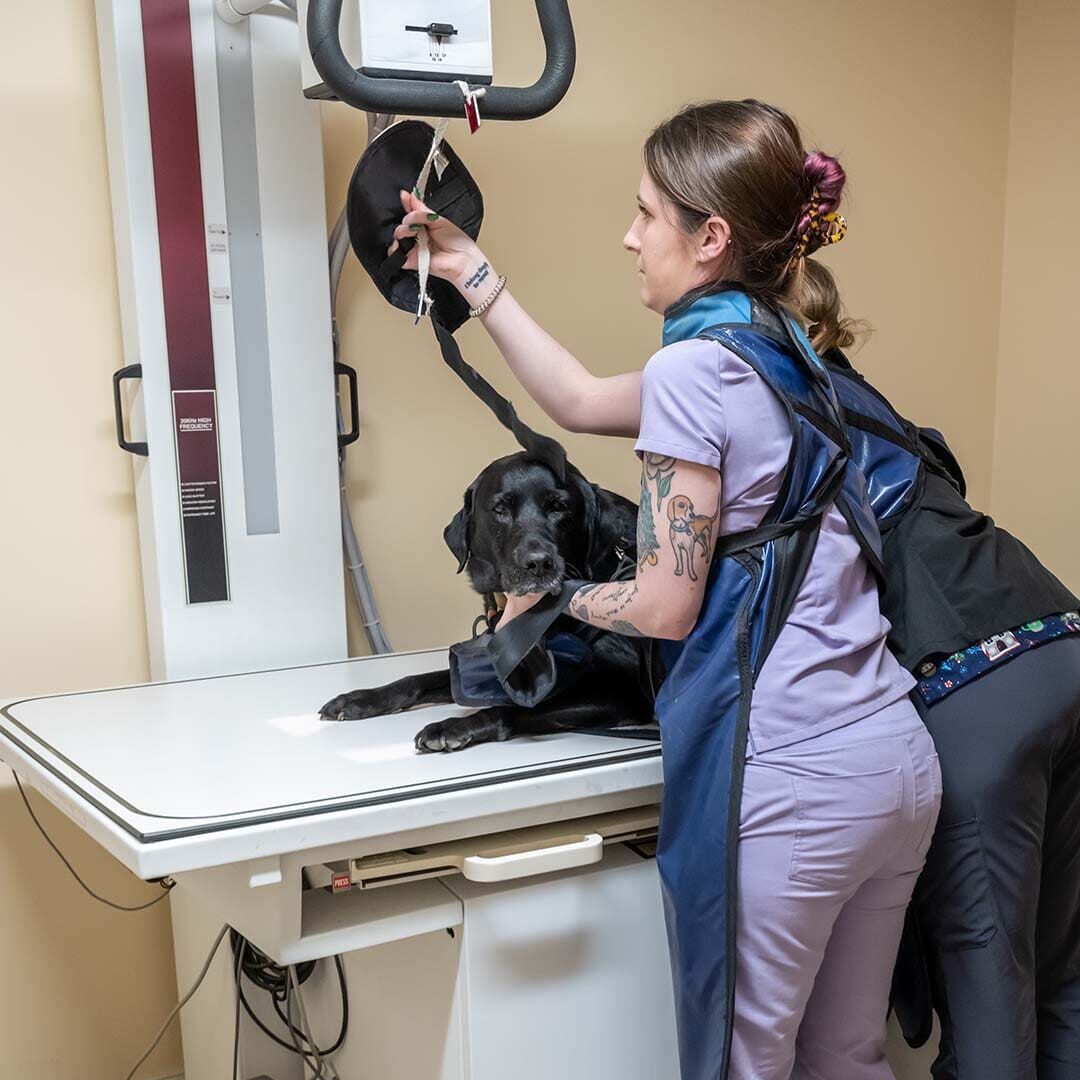 getting x-ray of small black dog